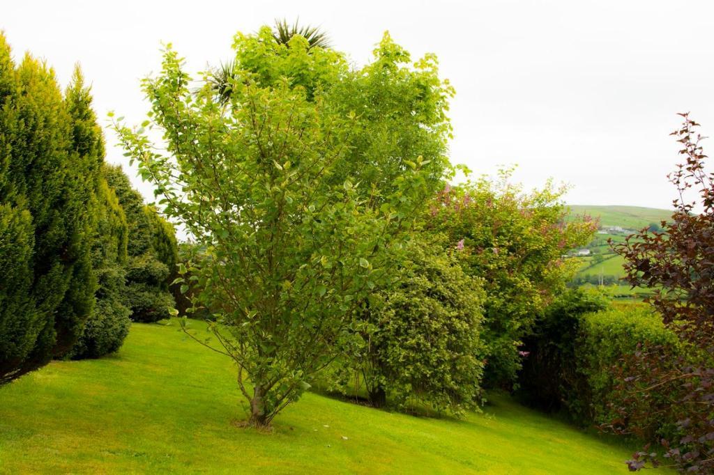 Garron View Bed & Breakfast Cushendall Exterior photo